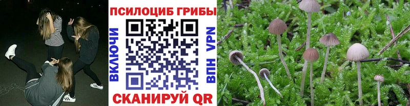 Галлюциногенные грибы Psilocybe  Тихвин 